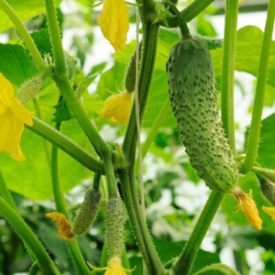 AdobeStock_65673581_jpeg AdobeStock_65673581_jpeg