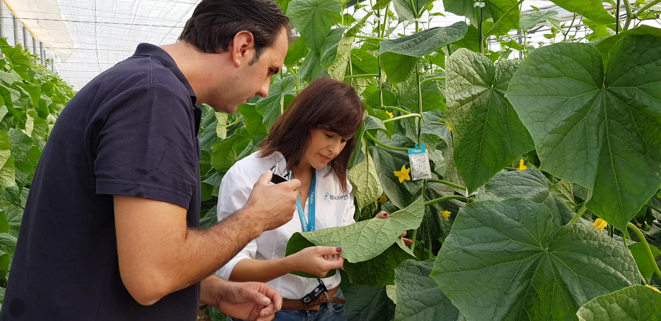 Asesorameinto starskii